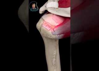  The Rotator Cuff