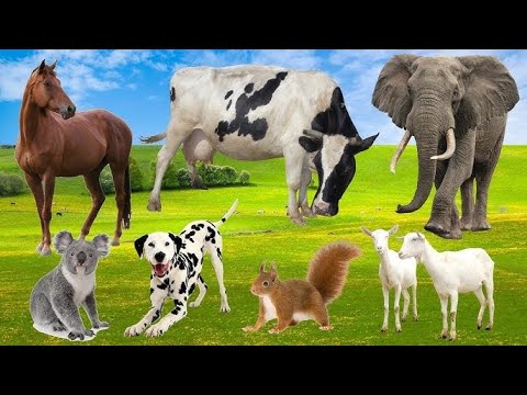 Fun Animal Sounds For Kids Cute Educational Wild And Farm Animals