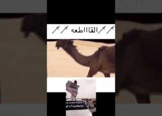  القاطعه ال هوادي