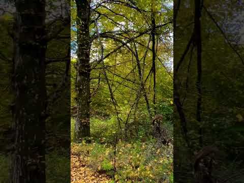 تساقط أوراق الخريف بلوكسمبورغ