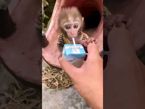 القرد الصغير يشرب عصير رورو Shorts