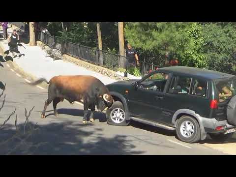 ثور هائج يحطم السيارة في أسبانيا