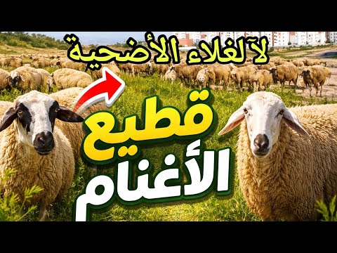 الربيع يحي الأمل لرعاة الاغنام وسط الطبيعة رحلة فريدة من أݣادير المغرب
