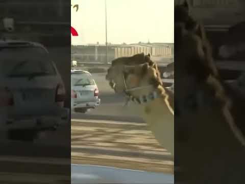 اقوى شوط مر على تاريخ الهجن