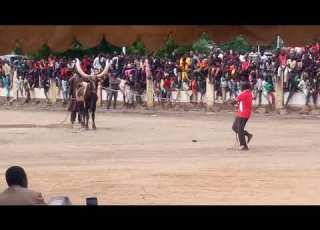 Hawan Kaho A Maradi Niger