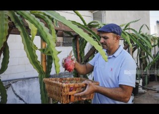 فاكهة التنين فوق سطح المنزل