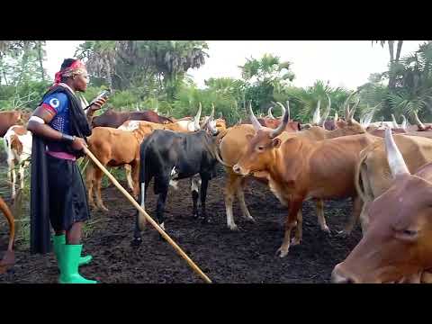 NG OMBE WA BHUGESELA LIMBU LUCHAGULA 2026