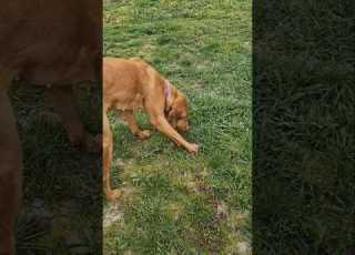  Dogs Like Eating Grass