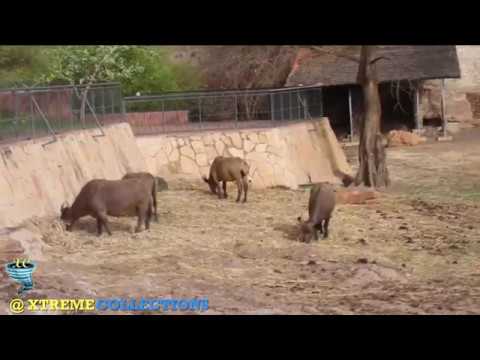 Parc National Du Mali In Bamako Mali
