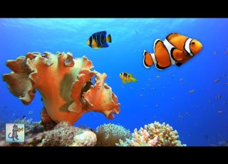 2 HOURS Of Beautiful Coral Reef Fish 4K Clownfish Ocean Fish Relaxing Aquarium Music