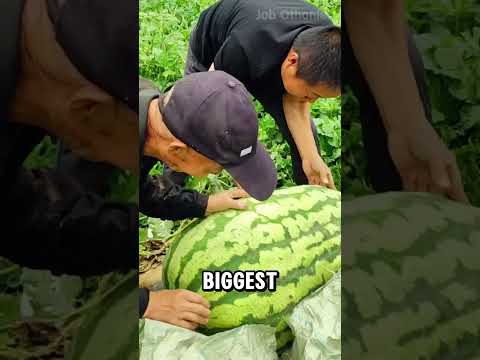 Huge Melon Alert Meet The New Melon King