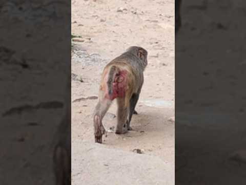 Red Back Monkey Shorts Youtubeshorts Shortsvideo