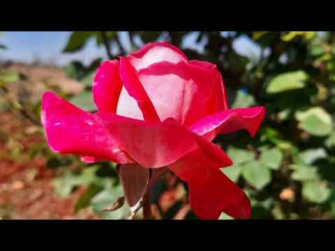 إلهنا بصوت فضيلة الشيخ محمد حسان مضر أبو مصطفى