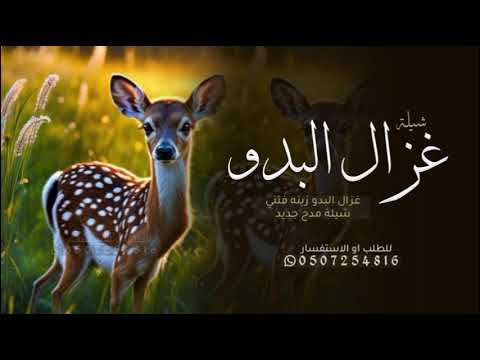 شيلة غزال البدو زينه فتني 2025 شيلة مدح جديد 2 شيلات رقص حماسيه