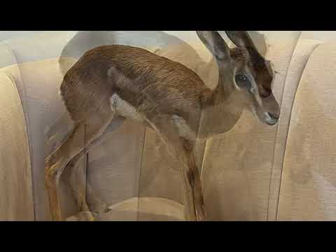 غريبه شي ثاني سعيد محمد المهري