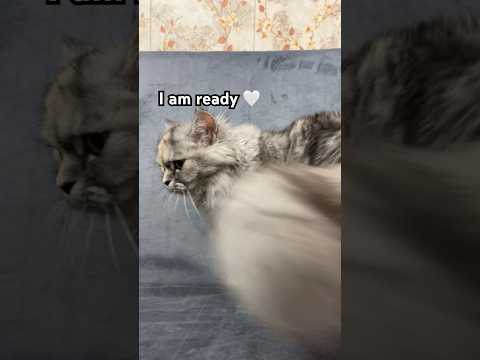 Her Every Hour Wish Catshorts Funnycat Catvideos Cutecat Viralshorts Cute Kitten Cat