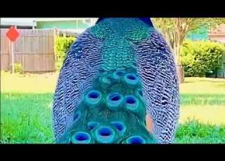 يانسمة هب ت صبـاح الجمعة