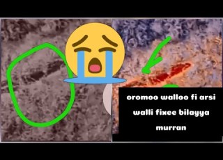  Oromoo Walloo Fi Arsi Walli Fixee