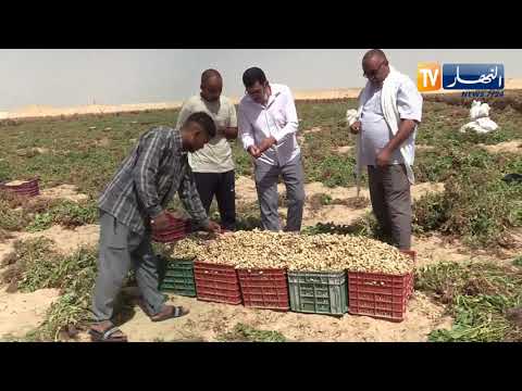 واد سوف إنطلاق موسم جني الفول السوداني وسط تفاؤل بمستويات جيدة للإنتاج