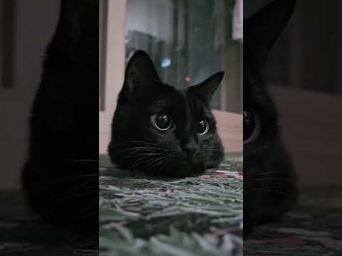 I Know I Should Sleep But The Voices In My Head Go Meme Cat Catmeme Blackcat Meow Healing