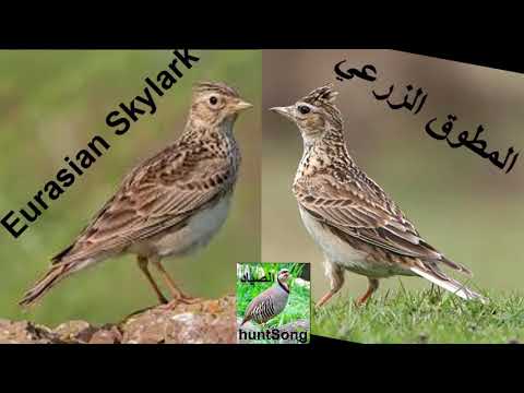 صوت المطوق الزرعي الجرجس Song Eurasian Skylark