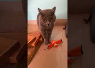 Part 44 Funny Cat ShortsChallenge