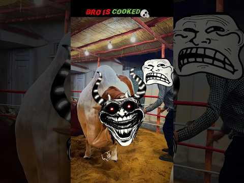 Instant Regret Bull Madness Trollface Edit Shorts Bullrush Cow Eid Bakra Animals