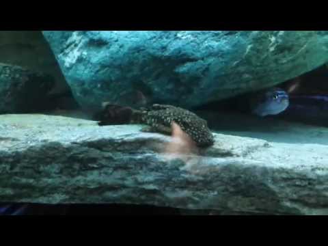 Ictio Ictioftiriasi La Malattia Dei Puntini Bianchi