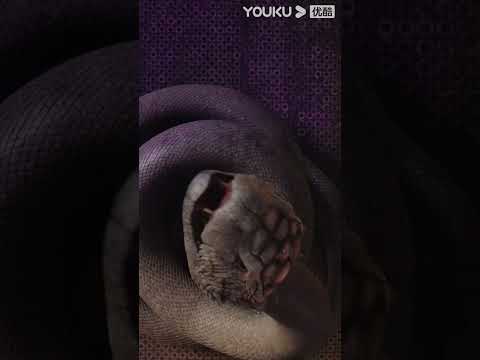 فتاة الأفعى الأفعى العملاقة ابتلعت السيارة والتفت نحو الطفلة Snake Girl YOUKU