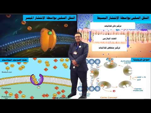 نفاذية الأغشية للذائبات النقل الميسر النقل النشط مع فيديوهات توضيحية المحاضرة الثالثة ج3