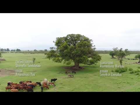 Jannata Lafarraa Biyya Too Oromiyaa