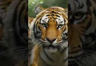 لم يتوقع أن النمر لم يكن وحده نهاية صادمة