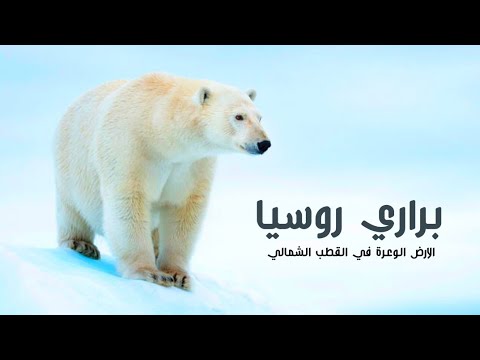 براري روسيا ارض الدب الروسي في القطب الشمالي المتجمد كويست عربية Quest Arabiya