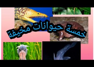  خمسة حيوانات غريبة ومخيفة Top5