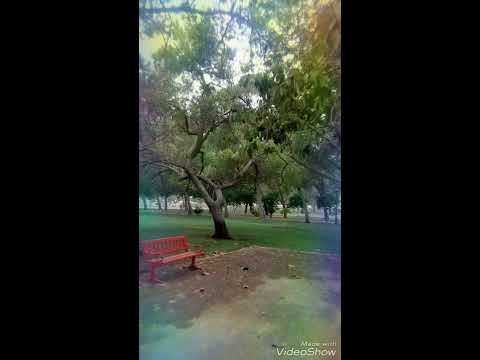 بوزلف نادي الشباب الفنان محمود الغيلاني