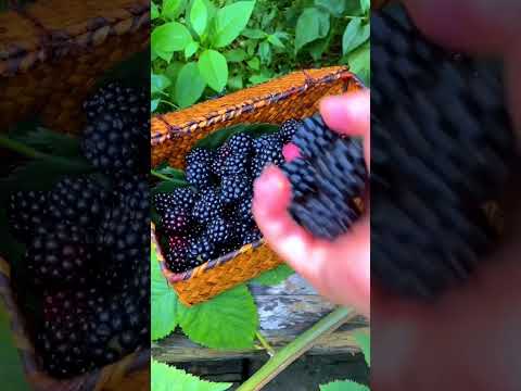 Blackberry Picking Satisfying Shortvideo