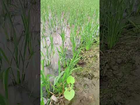 7 Din Mein Kitni Badi Hui Hai Rice Abhi Tak Isko Dava