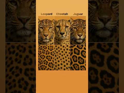 What S The Difference Between A Leopard A Cheetah And A Jaguar