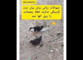 زبانی برای بیان درد ندارند