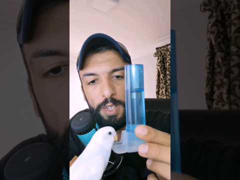 متى تبدأ الفراخ الصغيرة في شرب الماء متى تبدأ الفراخ الصغيرة في شرب الماء