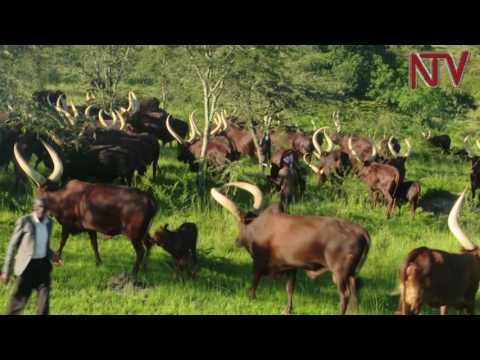 On The Farm Tips On Getting The Best Out Of Ankole Cattle