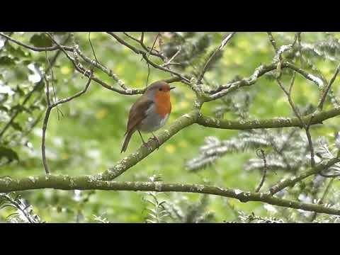 أصوات عصافير تغريد عصافير في الغابة و الطبيعة