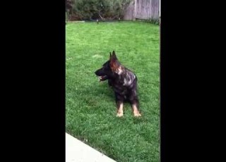 Focus Dog Training Tango Obedience With The Ball