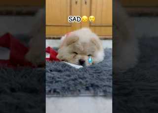 I Have Four Moods Puppy Chowchow Dog Cute Trending Cutest Dog Video Viralvideo Funny