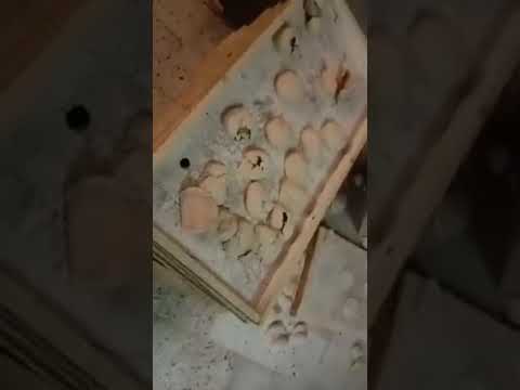 بورتسودان تنزف دار النعيم محاصرة بالعسكر جيوش تكاتل من اجل الوطن وجيوش تكتل اهل الوطن