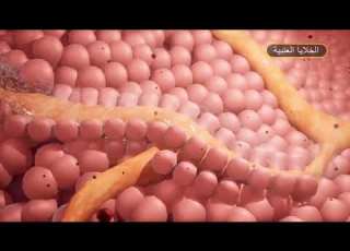  البنكرياس