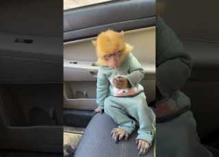 بداره بوظت الدنيا حيوانات ابو اسيا