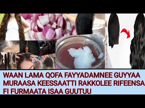 WAAN LAMA QOFA FAYYADAMNEE GUYYAA MURAASA KEESSAATTI RAKKOLEE RIFEENSA FI FURMAATA ISAA GUUTUU