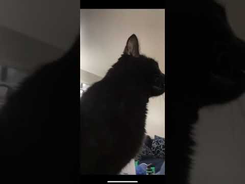 Questo Suono Dovrebbe Ricordare Ai Gatti Che Venivano Adorati Nell Antico Egitto Gatti