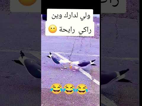 ولي لدارك وين راكي رايحة الجزائر اكسبلور وهران في القلب Motivation